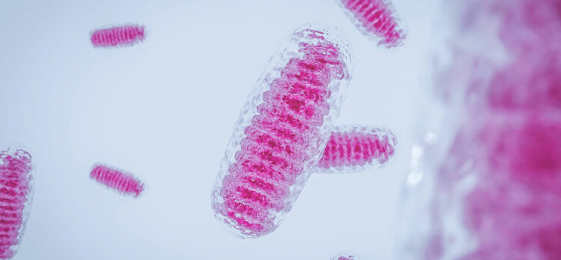 Sabe o que é inflammaging? Deveria.