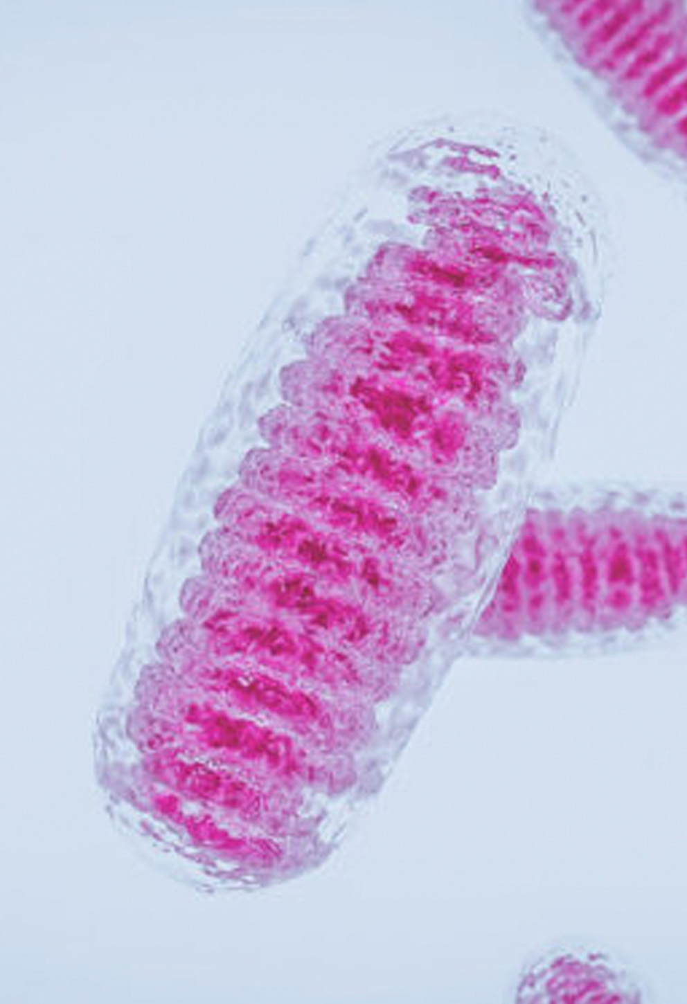 Sabe o que é inflammaging? Deveria.